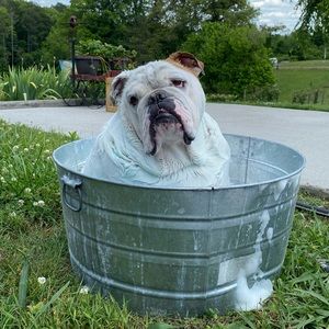 Meet your Posher, Paula